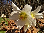 20 Ellebori in fiore sul sent. 561 percorso ad anello